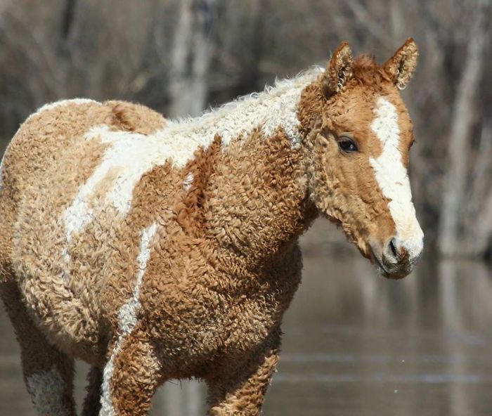 A horse with very curly hair that appears to be crochetted or  stuffed animal.