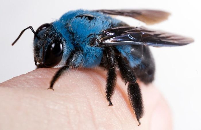 No this isn't a photoshopped image, it is a real-life Blue Carpenter Bee.