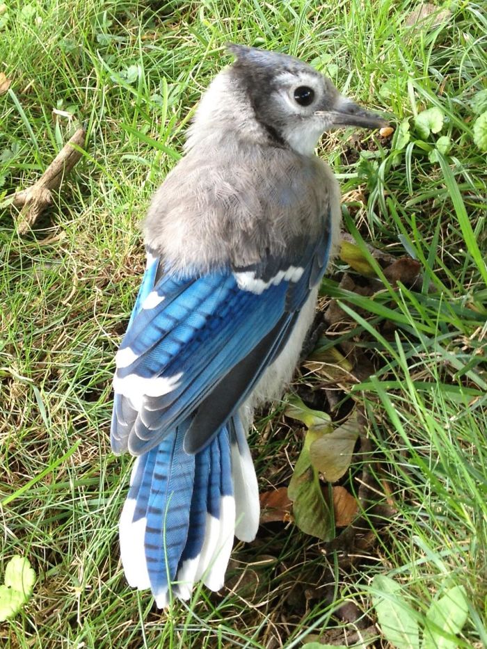 A young Blue Jay that still has some of it's baby feathers.