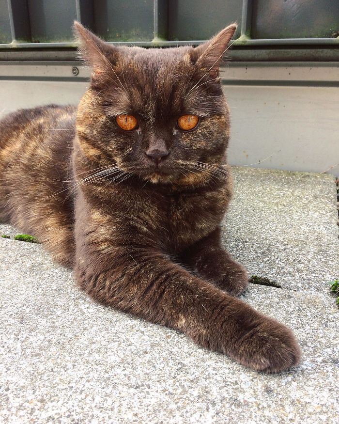 A gorgeous cat with the Eyes of Sauron.