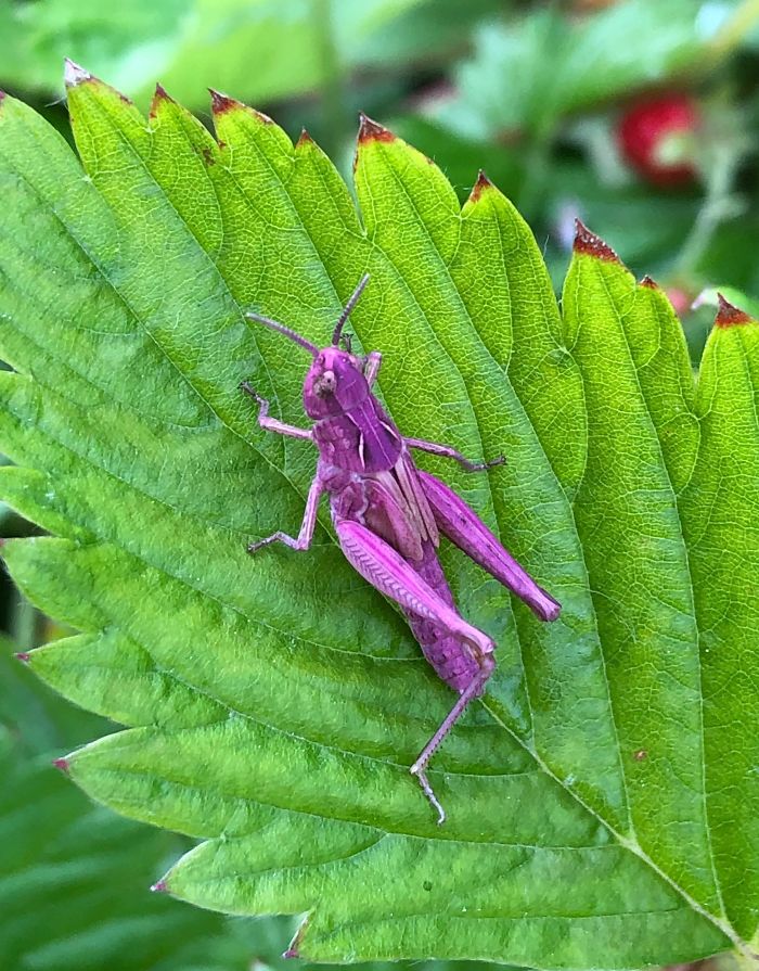 A purple grasshopper.