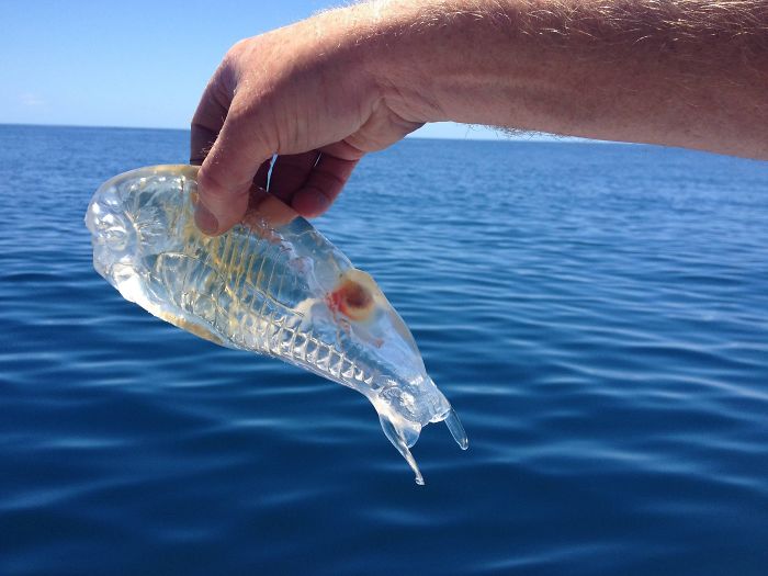 A transparent fish is believed to be a "Salp".