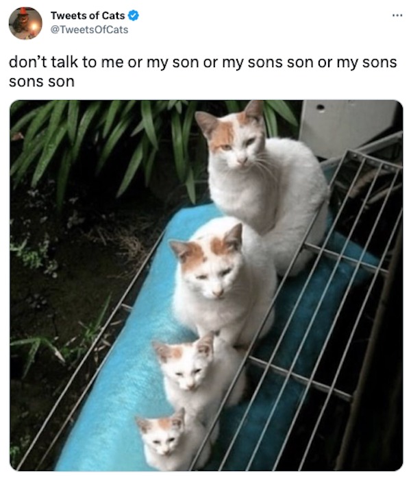 funny and wtf tweets - cat - Tweets of Cats don't talk to me or my son or my sons son or my sons sons son