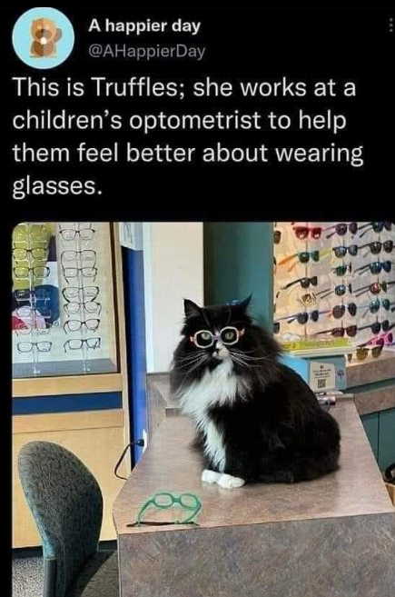 wholesome pics and memes -  cine segun hitchcock - A happier day This is Truffles; she works at a children's optometrist to help them feel better about wearing glasses. 6388