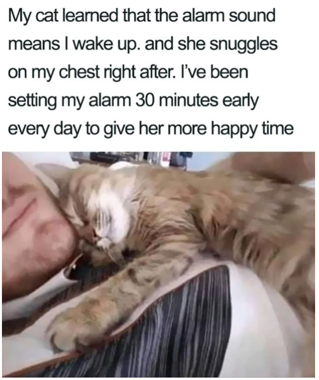 wholesome pics and memes -  funny wholesome memes - My cat learned that the alarm sound means I wake up. and she snuggles on my chest right after. I've been setting my alarm 30 minutes early every day to give her more happy time