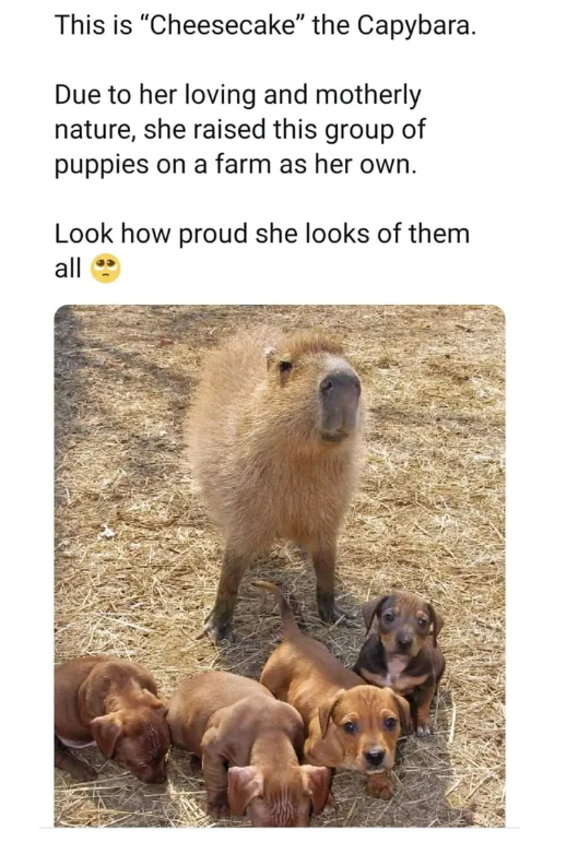 wholesome pics and memes -  capybara farm - This is "Cheesecake" the Capybara. Due to her loving and motherly nature, she raised this group of puppies on a farm as her own. Look how proud she looks of them all