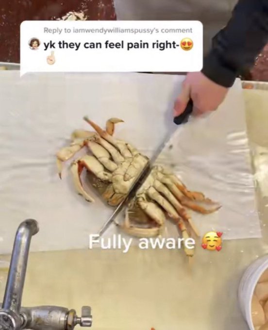 wtf tiktok screenshots - dungeness crab - to iamwendywilliamspussy's comment yk they can feel pain right Fully aware