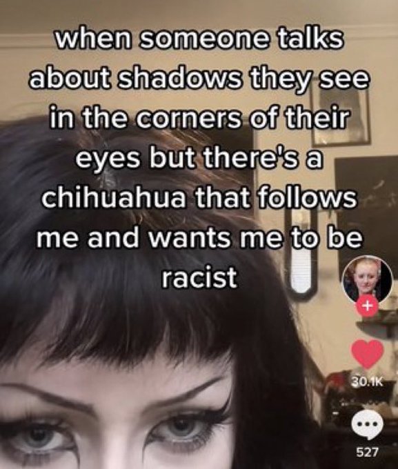 wtf tiktok screenshots - photo caption - when someone talks about shadows they see in the corners of their eyes but there's a chihuahua that s me and wants me to be racist 527