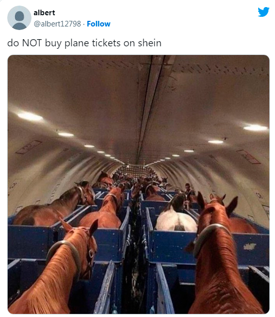 funny tweets - horse in plane meme - albert do Not buy plane tickets on shein