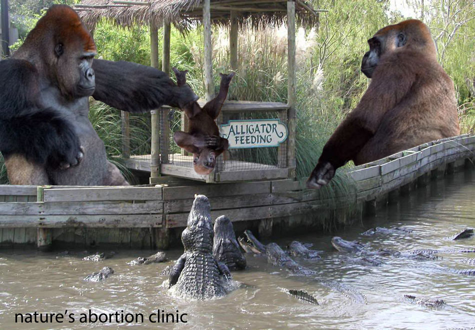 baby gorilla - Alligator Feeding nature's abortion clinic