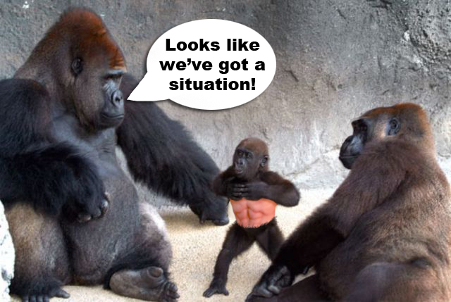 baby gorilla and father - Looks we've got a situation!