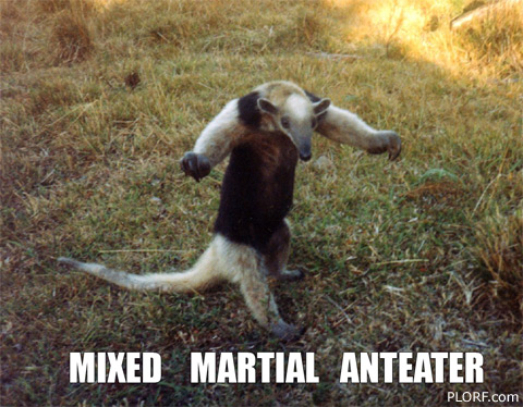Anteater ownage