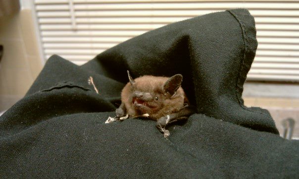 Er... my boyfriend found a bat on our patio. He's really cute.