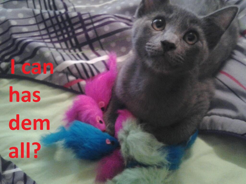 Kitten loves his new toys.