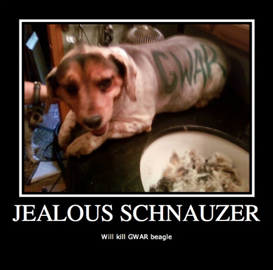 Schnauzer is jealous of beagles sweet new hair! 