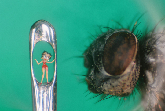 Betty Boop in the eye of a needle