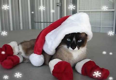 Cats Love The Holidays