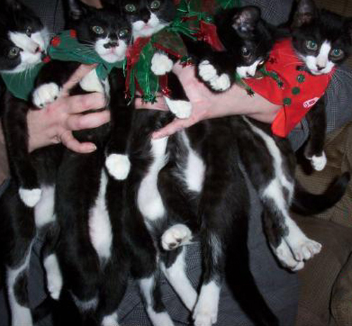 Cats Love The Holidays