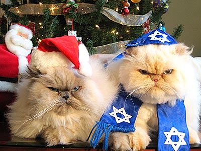 Cats Also Love Hanukkah