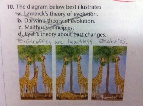 giraffes are heartless creatures - 10. The diagram below best illustrates a. Lamarck's theory of evolution. b. Darwin's theory of evolution. c. Malthus's principles. d. Lyell's theory about past changes. e. Giraffes are heartless creatures.