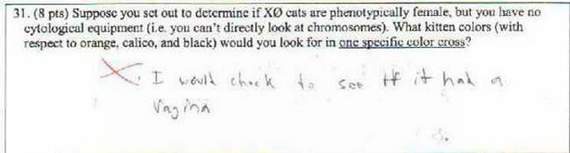 funny math test answers - 31. 8 pts Suppose you set out to determine if X cuts are phenotypically female, but you have no cytological equipment ie, you can't directly look at chromosomes. What kitten colors with respect to orange, calico, and black would 