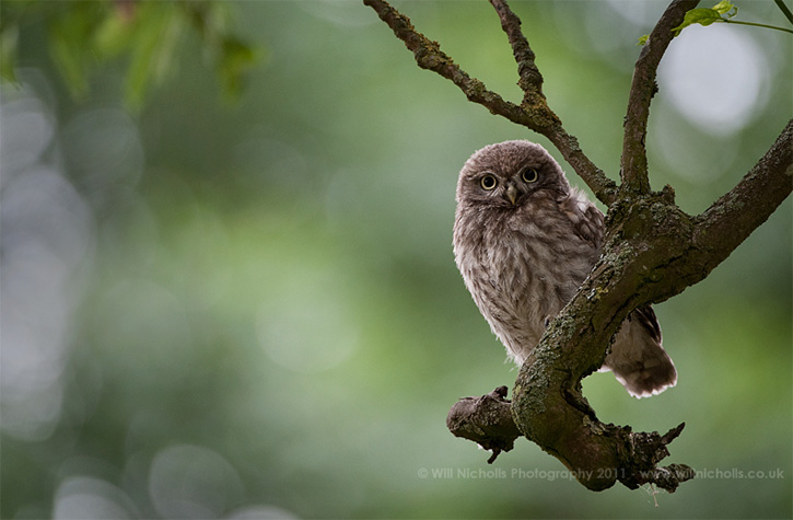 An immature little owl on a gnarled tree branch. It was amazing to photograph this as I was surrounded by the whole family!