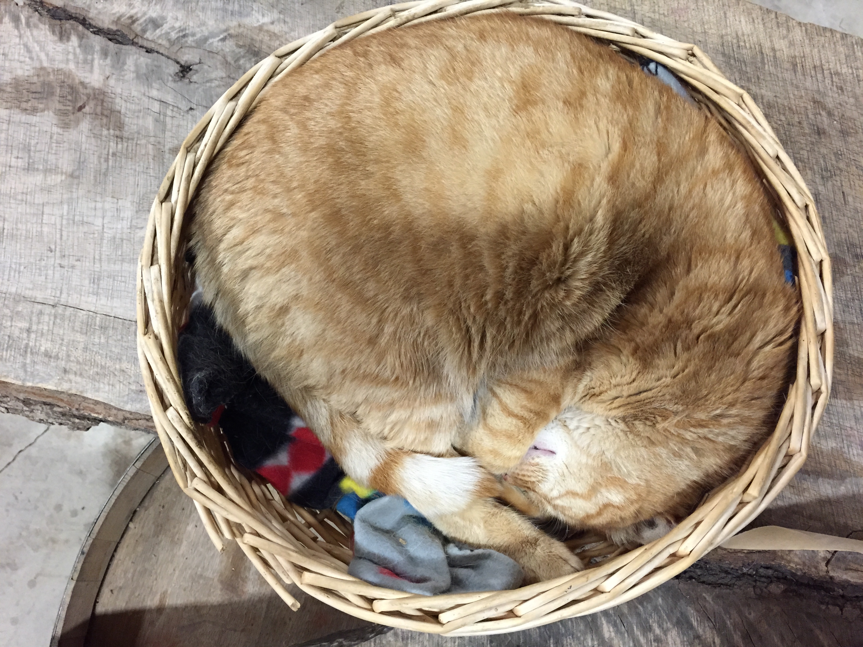 cat curled into a basket