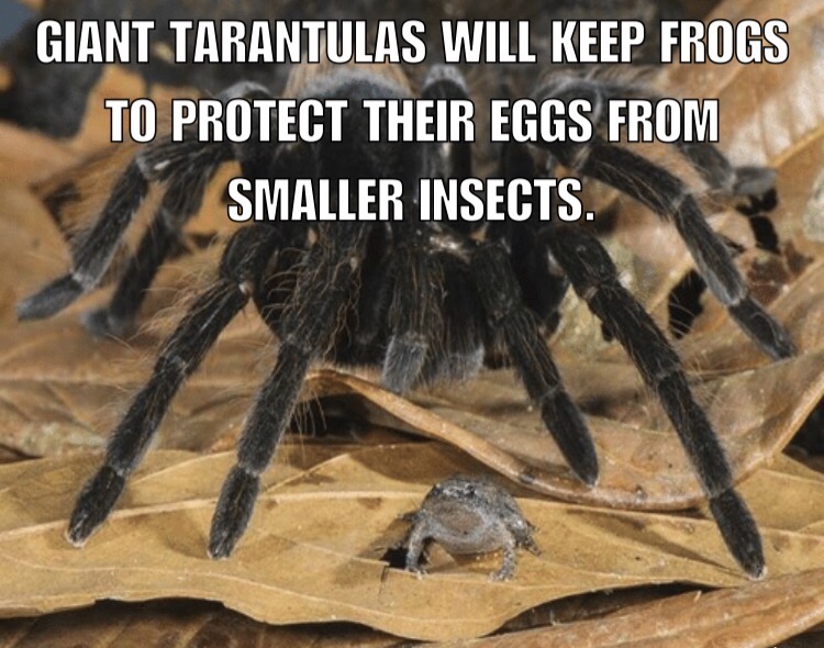 memes - giant tarantula frog - Giant Tarantulas Will Keep Frogs To Protect Their Eggs From Smaller Insects.