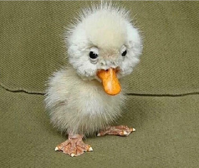 memes - ugly baby swan