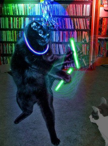 Cat Rave....My dog is the DJ. 5 cover charge..