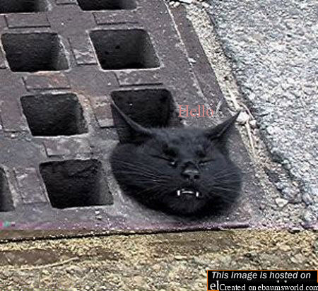 Cat says hello through some kind of well hole
