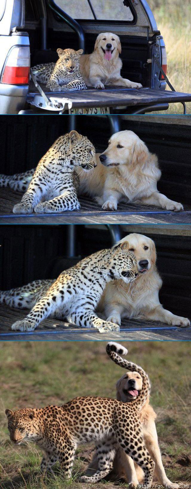 Dog friends with cheetah.