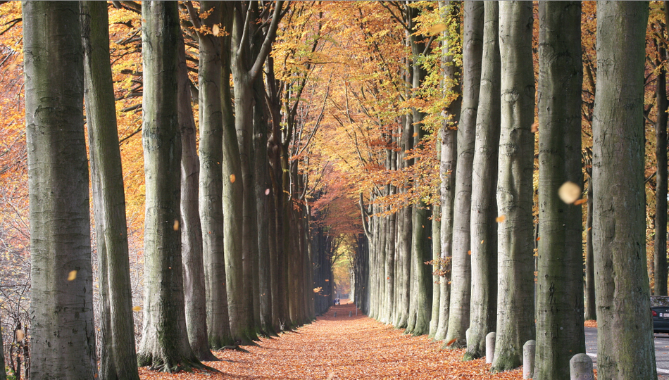 European Beech Trees in Mariemont, Belgium