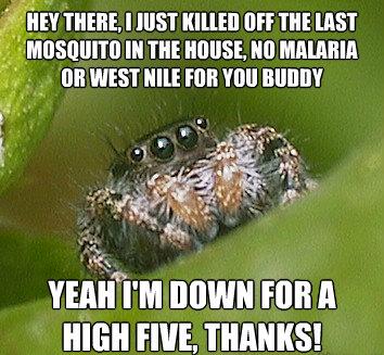 Best of Misunderstood House Spider Meme