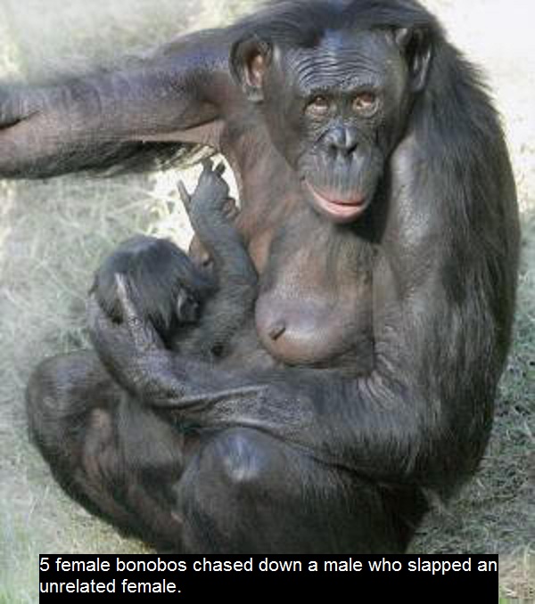 Bonobo chimpanzee porn