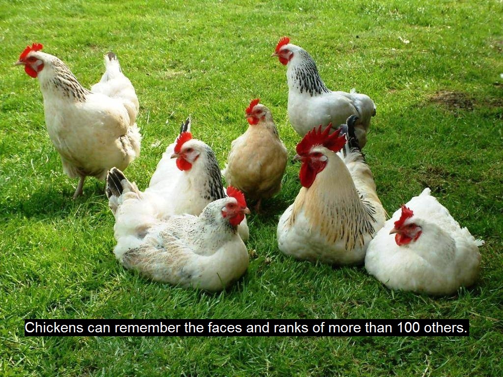 Interesting facts you didn't know about animals