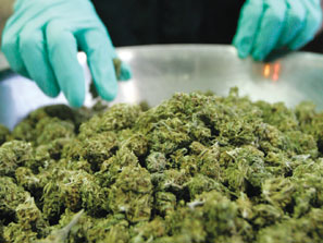 Marijuana in Large Quantities and Good Quality