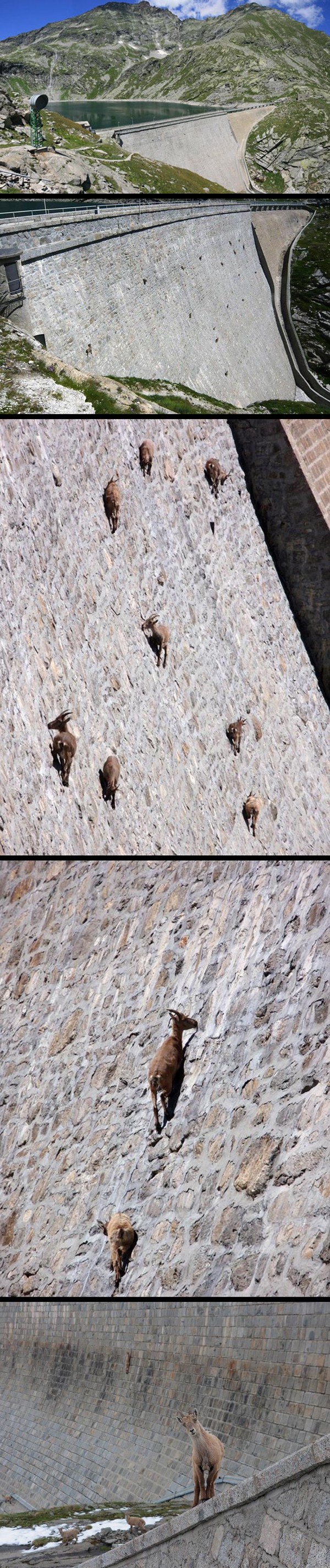 Dam goats