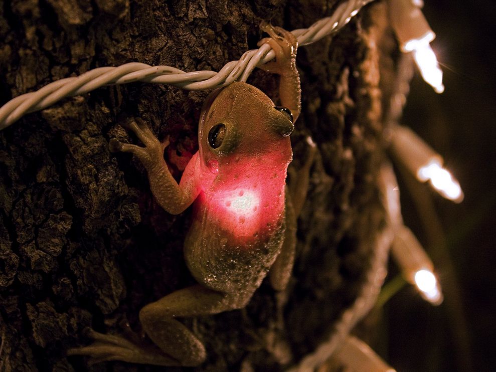 Cuban Tree Frog swallows light