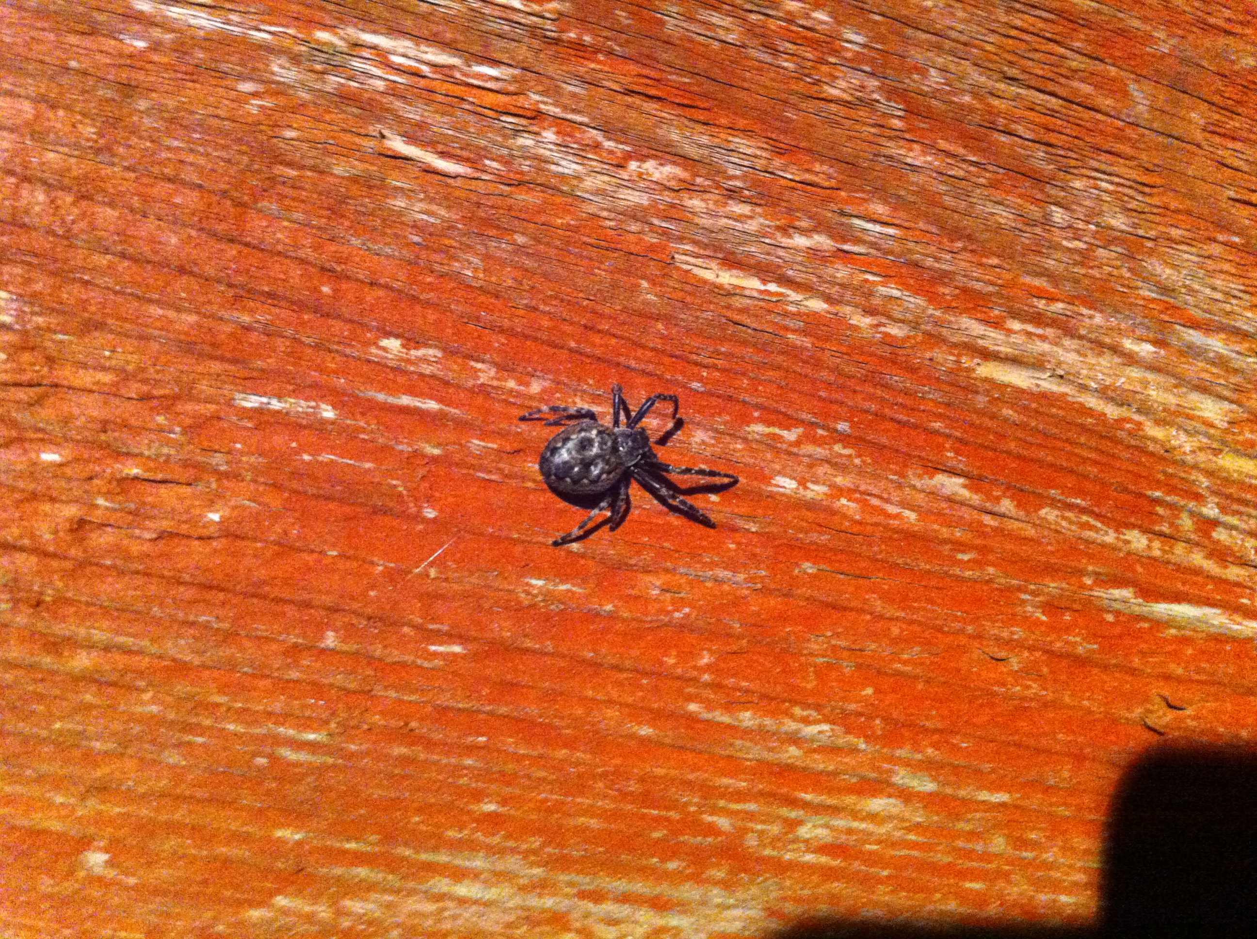 Can anyone recognize this spider?