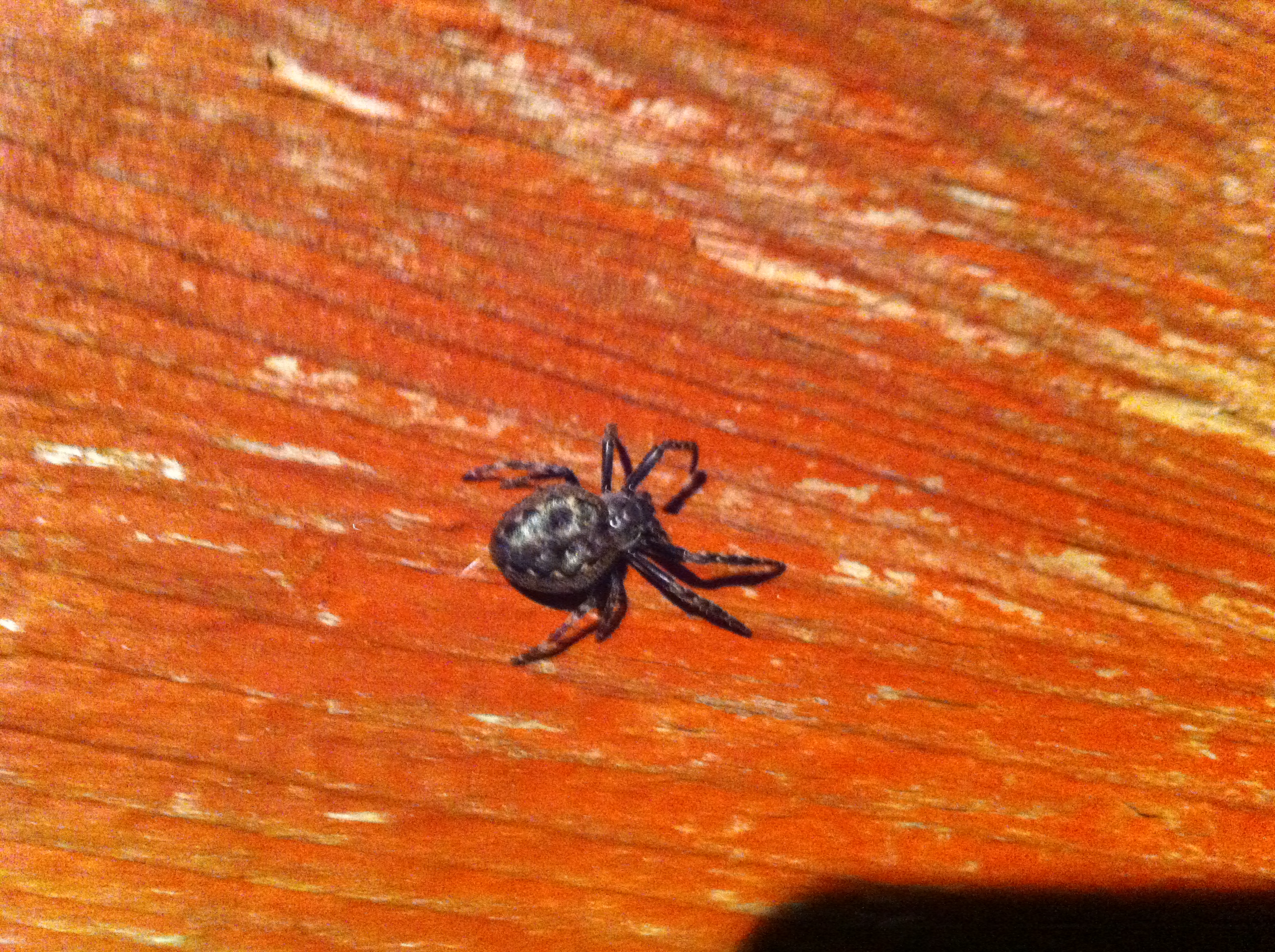 Can anyone recognize this spider?