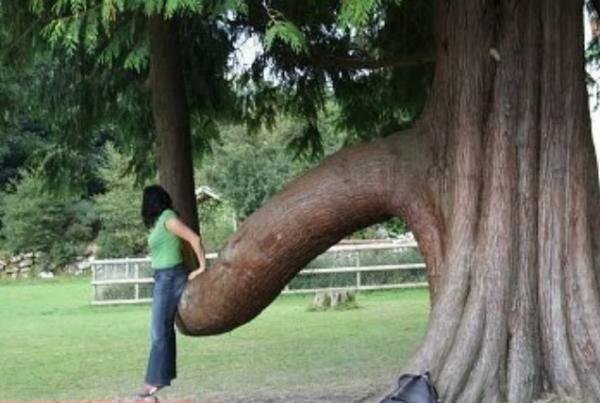 PENIS TREE: the tree looks like a penis