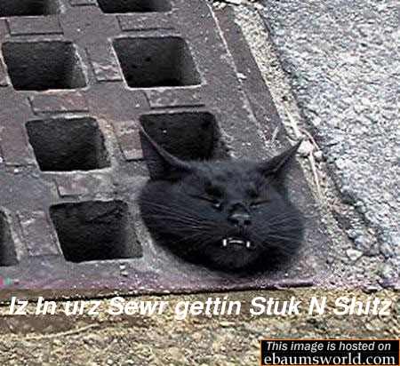 stuck cat