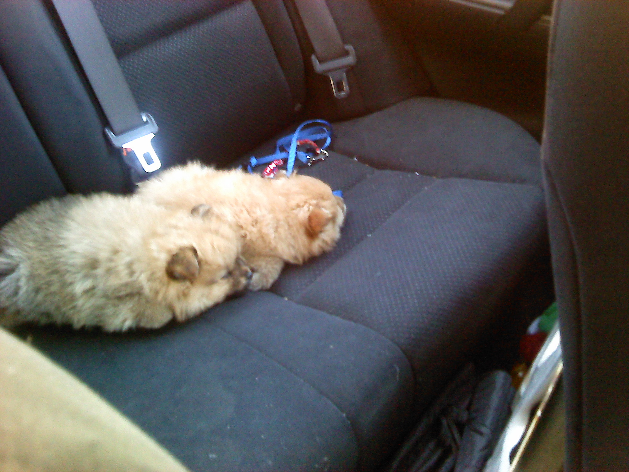 2 Puppy Dogs Sleeping in the Car