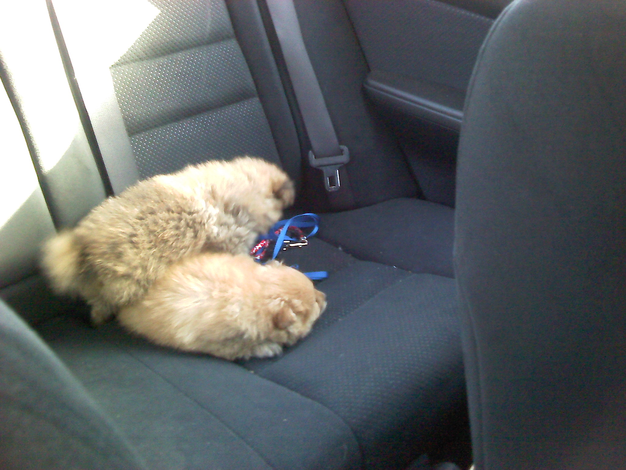 2 Puppy Dogs Sleeping in the Car