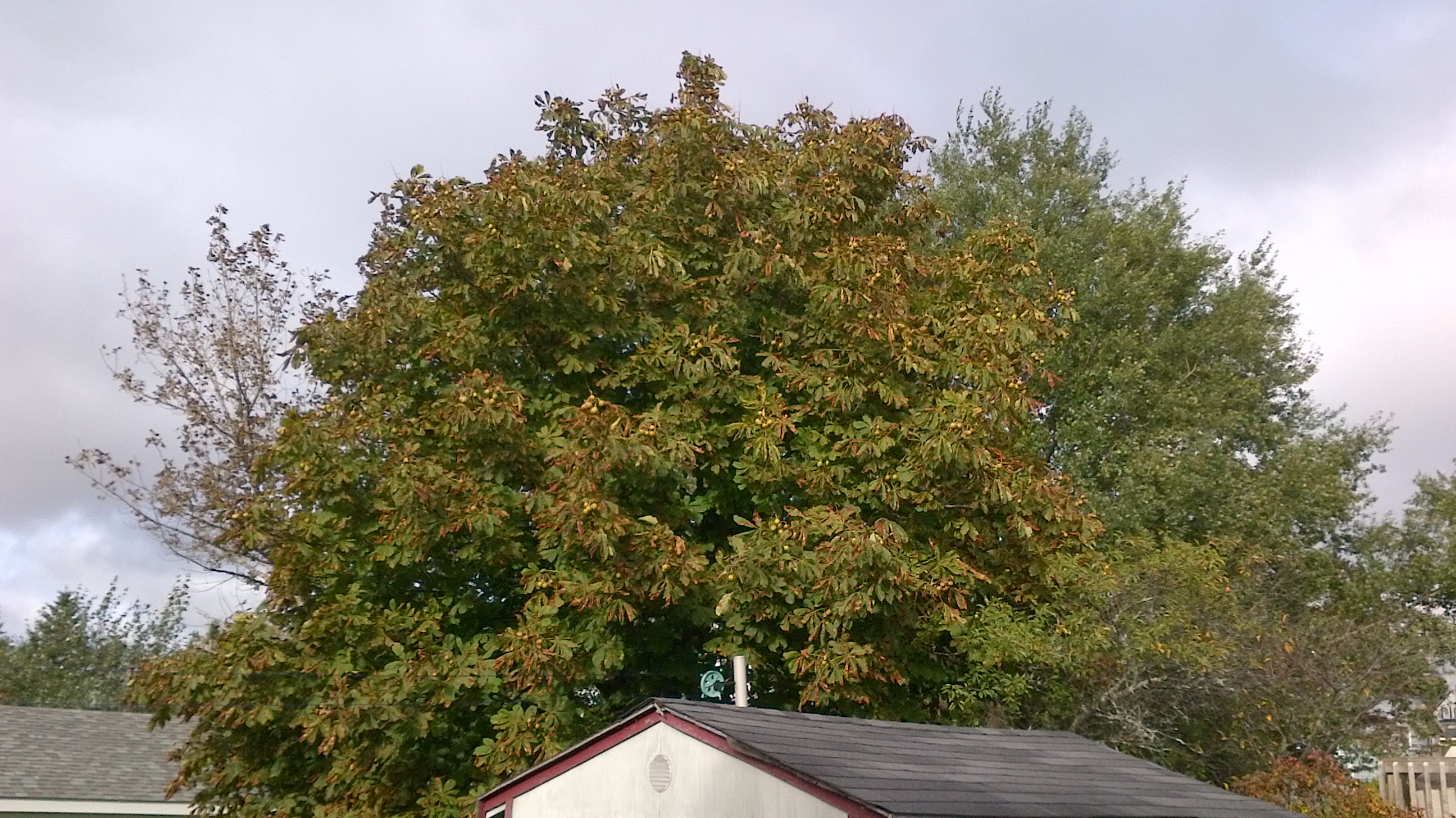Leaves Starting to Change Colors
