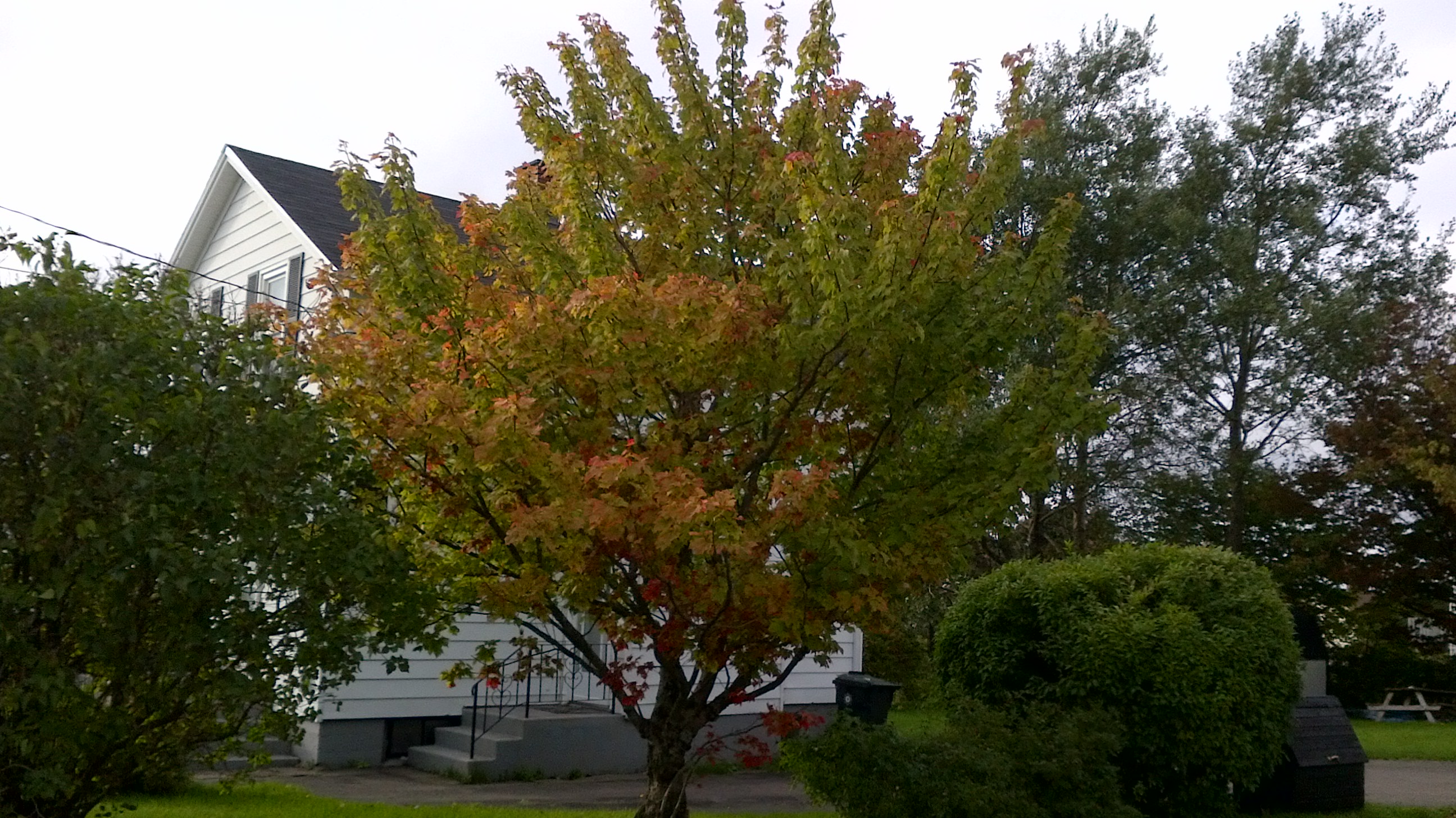 Leaves Starting to Change Colors