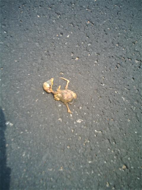 Strange entity found in my driveway. Is this how the zombie apocalypse begins?
