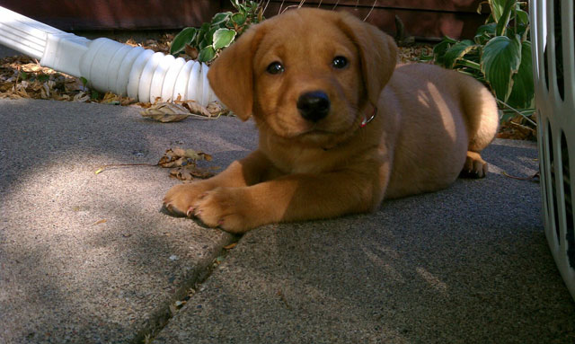 Nothing like pictures of puppies to bring a smile to your face
