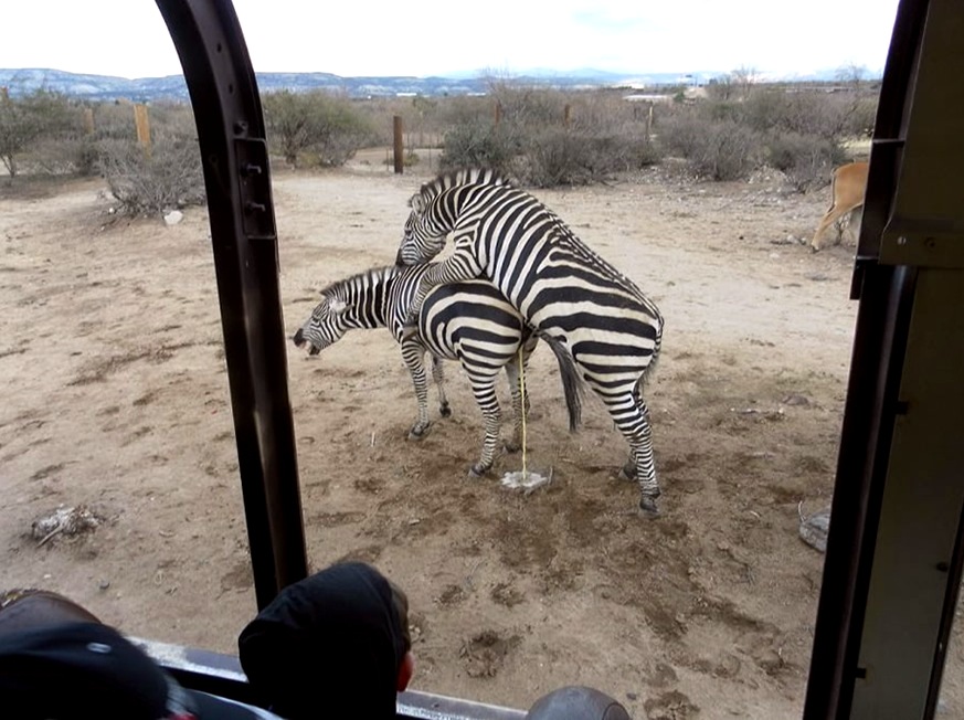 Safari can be a learning experience for the whole family.